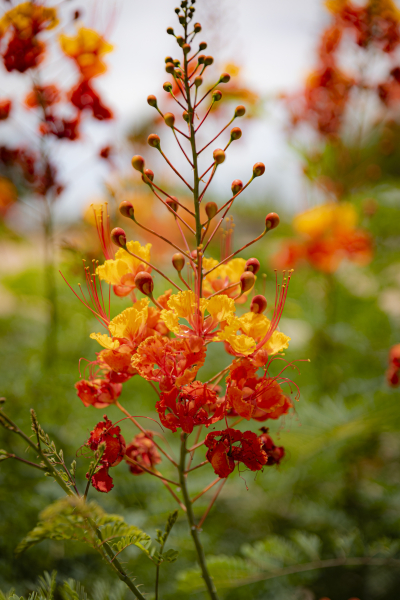 060726_7220_EDIT