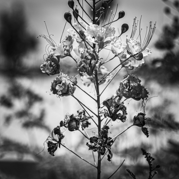 060726_7222_EDIT