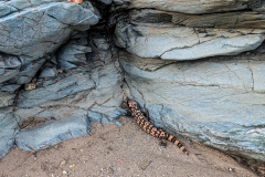 PXL_20251107_235356745-copy