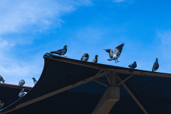 20251226-122625_4447