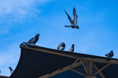 20251226-122625_4451