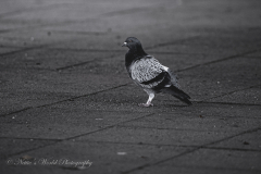 20251225-122625_4798-2