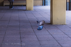 20251225-122625_4816-3