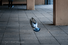 20251225-122625_4818-3