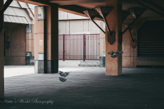 20251225-122625_4828-2