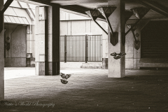 20251225-122625_4828-3