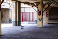 20251225-122625_4828