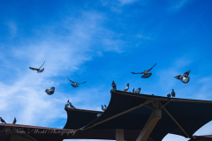 20251226-122625_4253web