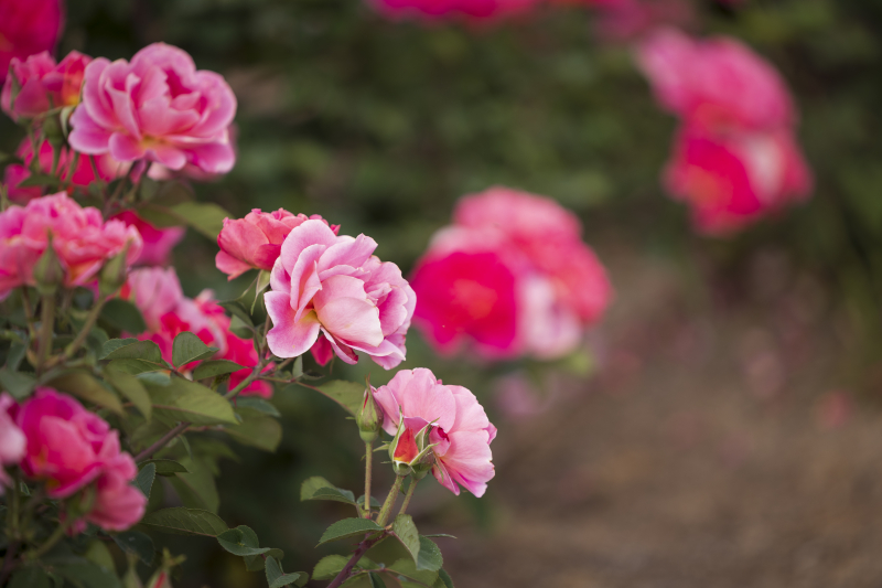 846A1749_Edit