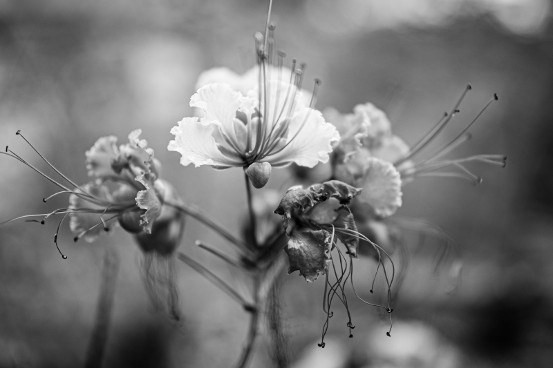 46A4963_Edit