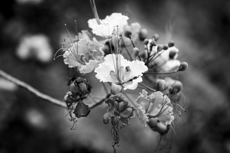 46A4970_Edit_1