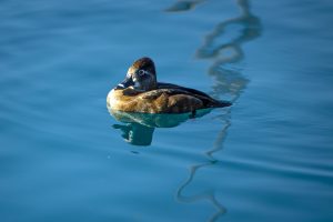 Duckies at Rio Vista