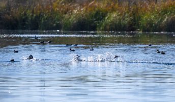 Veterans Oasis Wildlife Walk