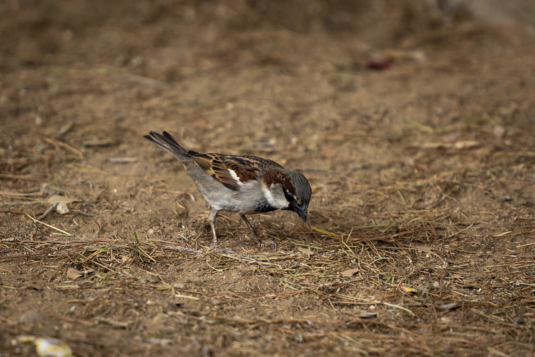 Sparrows